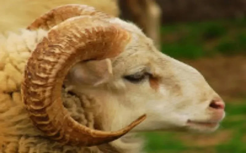 L'Aïd Al Adha 2013, le 15 octobre en Belgique