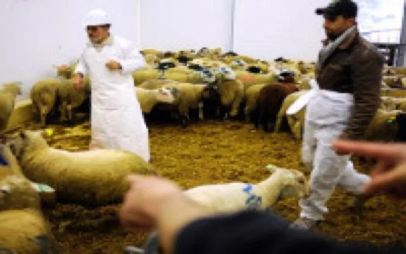 Aïd Al Adha : 100.000 moutons sacrifiés en France