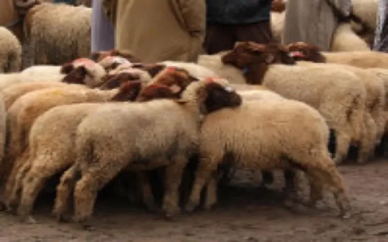 Israël achète des cornes de moutons au Maroc