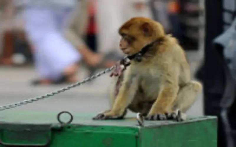 National Geographic : "Marrakech, arnaque-moi si tu peux !"