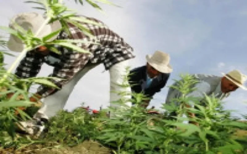 Faut-il légaliser la culture du cannabis au Maroc ?