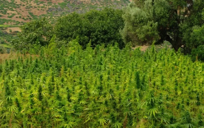 L'ONU s'oppose à la légalisation du cannabis au Maroc