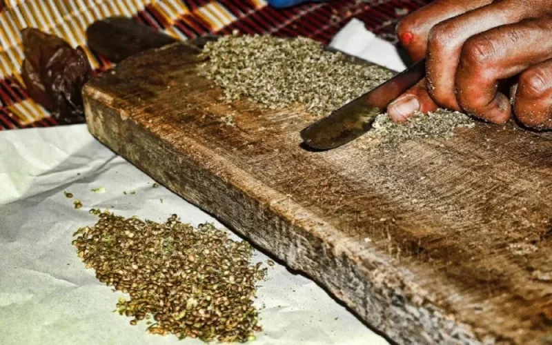 L'Istiqlal propose de légaliser la culture du cannabis dans le nord du Maroc