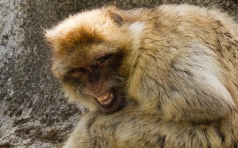 A cause de leur violence, des singes marocains expulsés de Gibraltar