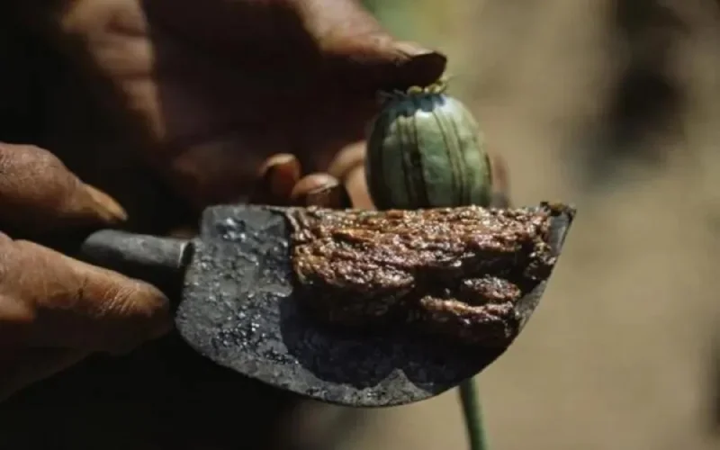 Drogue : saisie de dix tonnes de pavot provenant du Maroc, en Espagne