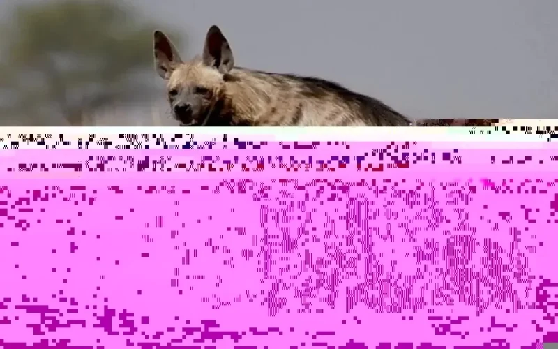 Sorcellerie : l'épouse d'un ancien ministre marocain interpellée alors qu'elle achetait une hyène