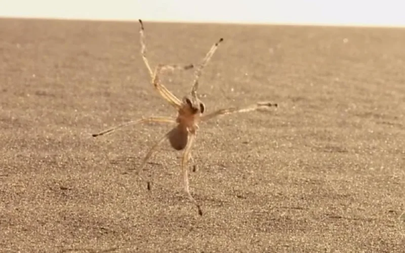 Insolite : une araignée découverte au Maroc devient célèbre car douée d'aptitudes en gymnastique