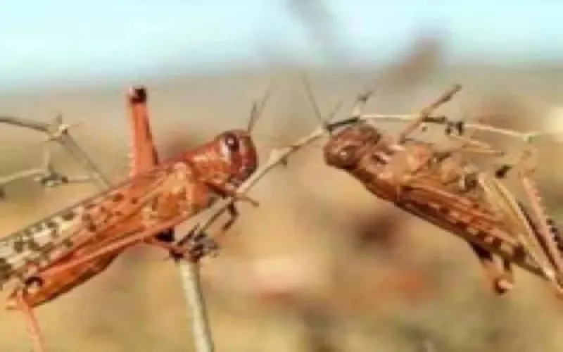 Criquets : Convention entre la FAO et le Maroc