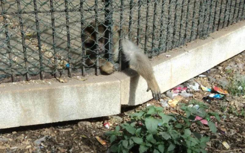 Suite aux protestations, le Maroc débloque 220 millions de dirhams pour le zoo de Casablanca