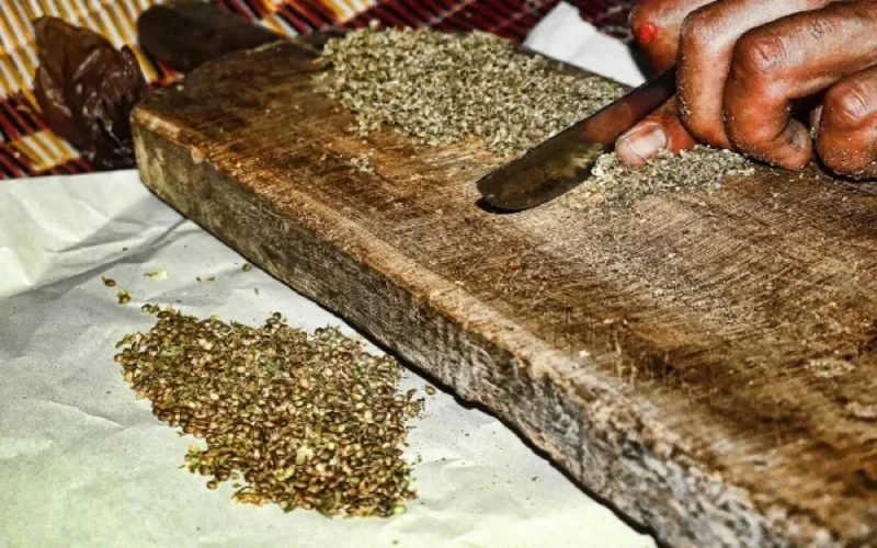 Les producteurs de cannabis au Maroc exploités à des fins électorales