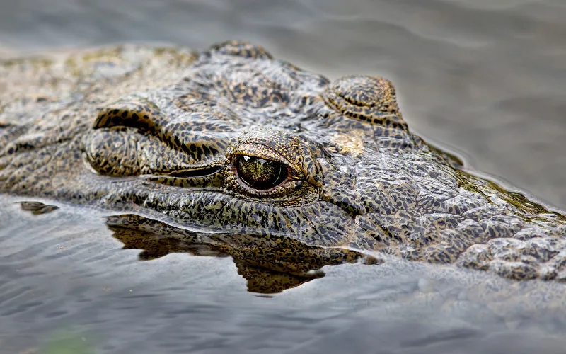 Recherche crocodile de Rabat mort ou vif !
