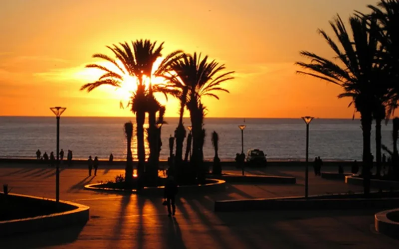 Les palmiers de la corniche d'Agadir menacés d'abattage