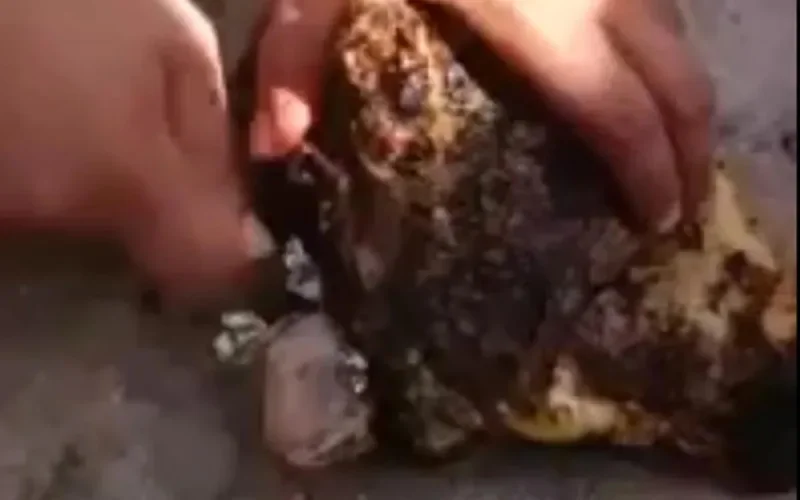 Quand la fête de l'Aïd rime avec sorcellerie