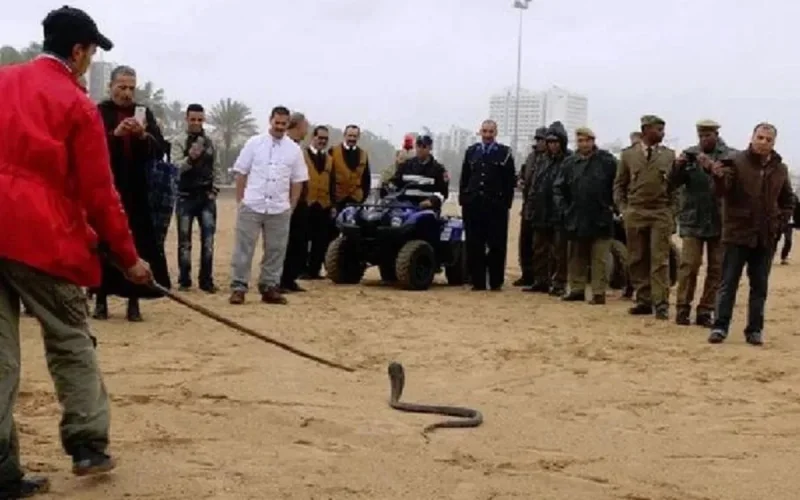 Un cobra découvert sur la plage d'Agadir