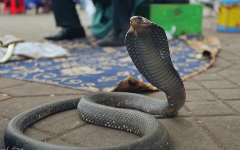 Vidéo : magique Marrakech