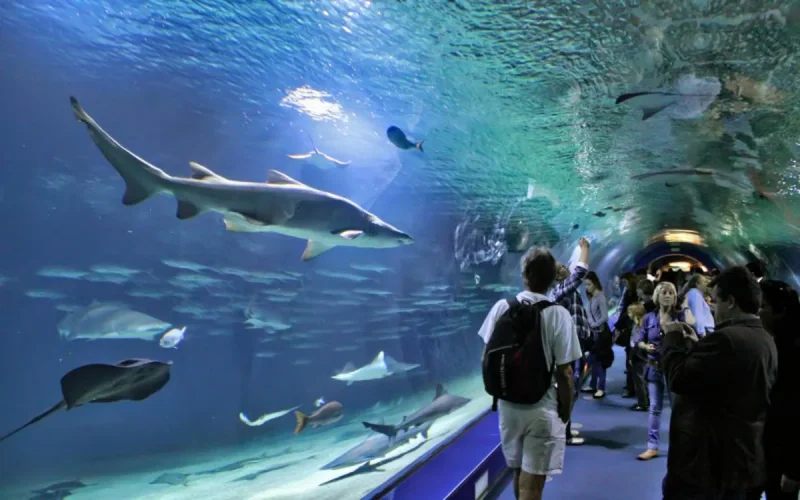 Casablanca se dote de l'un des plus grands aquariums au monde