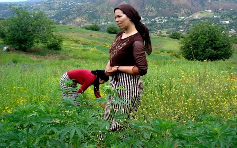 Maroc : une amnistie pour les producteurs de cannabis ?