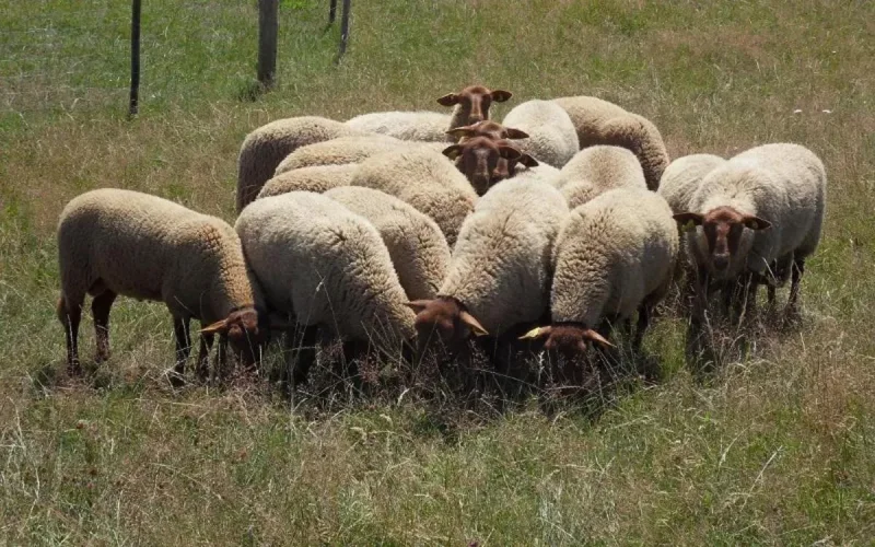 Fièvre aphteuse : le Maroc intensifie les contrôles aux frontières avec l'Algérie