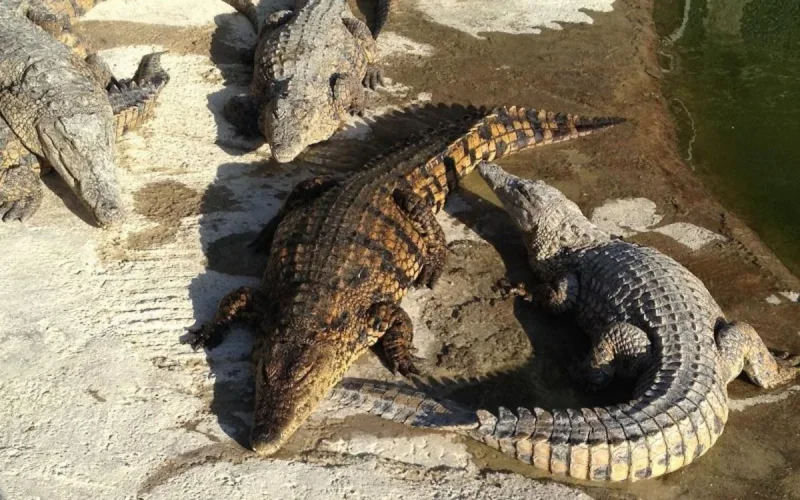 Agadir aura son parc à crocodiles