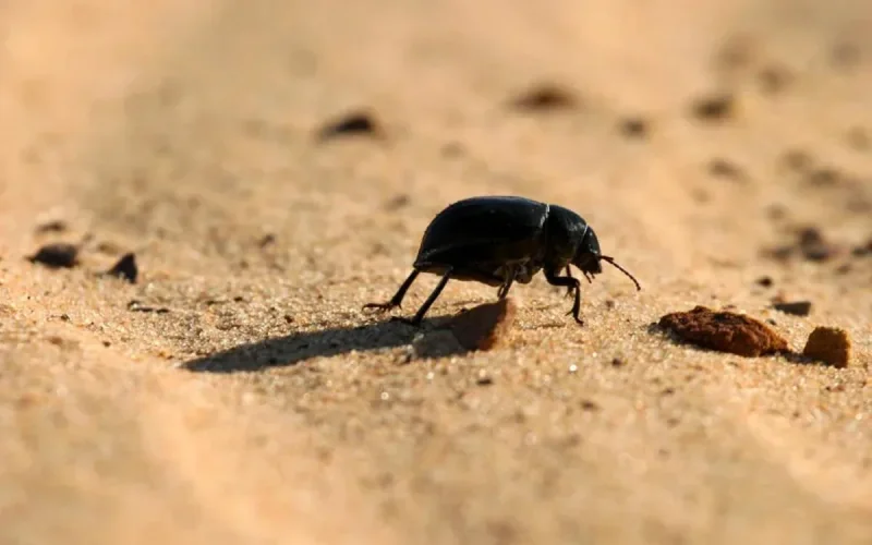 Maroc : les régions où la température atteindra 46 degrés