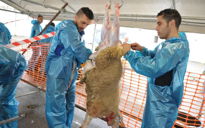 Aid Al Adha : la Flandre veut interdire l'abattage d'animaux sans étourdissement