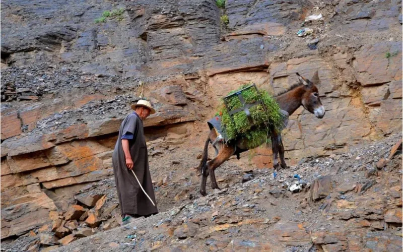 Maroc : 15% de la population rurale vit avec 10 dirhams par jour