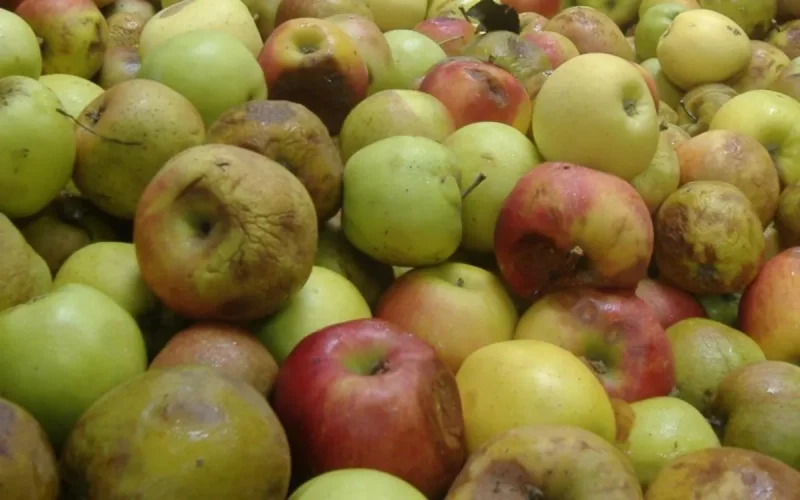 600 tonnes de fruits avariés vendus au Maroc