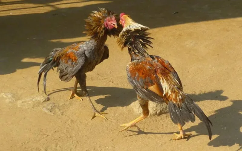 Un sorcier marocain accusé de manipuler le championnat égyptien de football