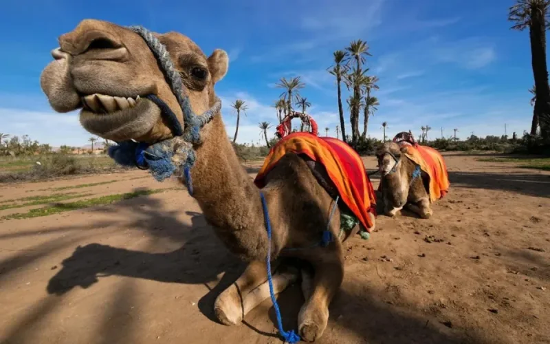 Le Maroc au top 3 des destinations préférées des Français