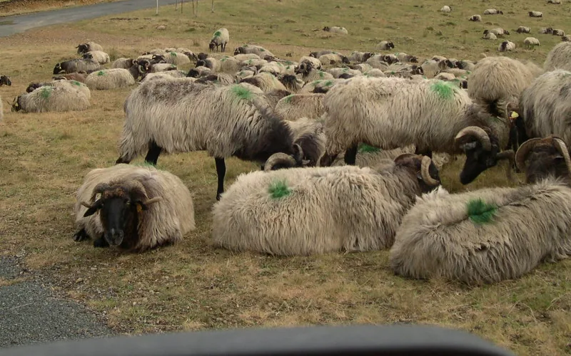 Les températures dépasseront les 40 degrés au Maroc le jour de l'Aïd Al Adha