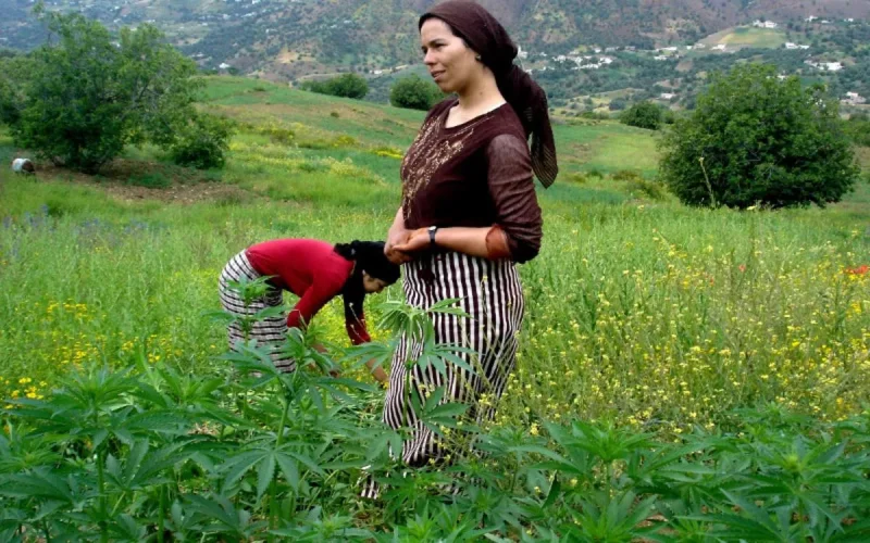 Une Agence nationale pour la commercialisation du cannabis au Maroc ?