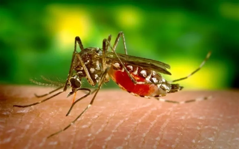 Le Maroc pas touché par le virus Zika