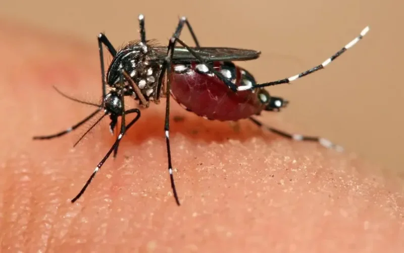 Le virus Zika n'a pas touché le Maroc
