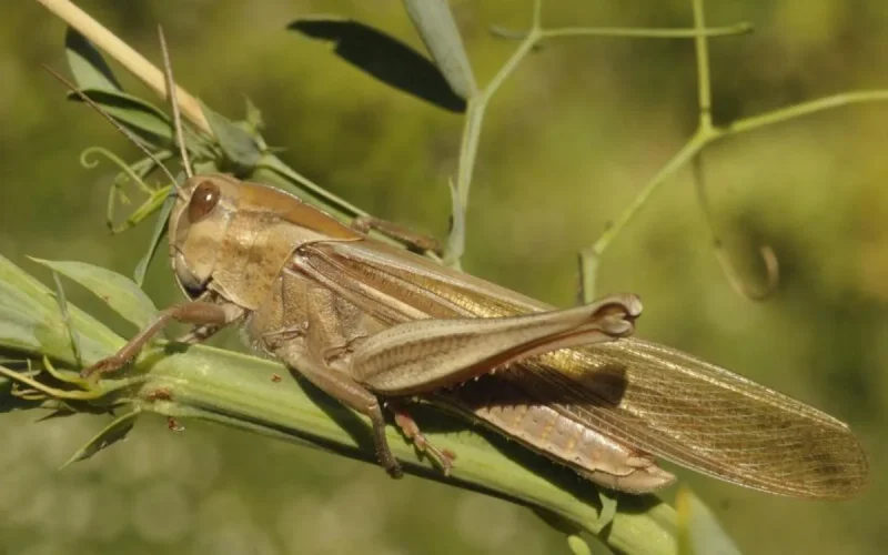 Le Maroc menacé par des criquets pèlerins