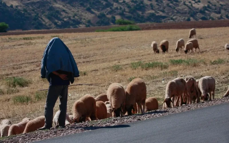 Maroc : moins de pluie, plus de chômage