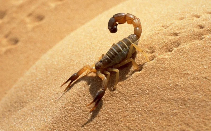 Vous allez au Maroc cette année, faites attention aux piqûres de scorpions