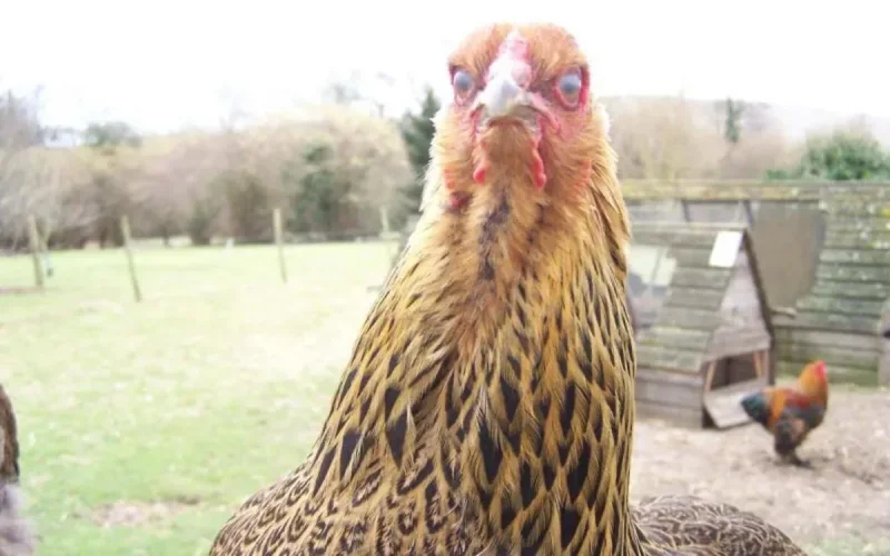 Pour le Ramadan 2016, les Marocains mangeront des oeufs espagnols