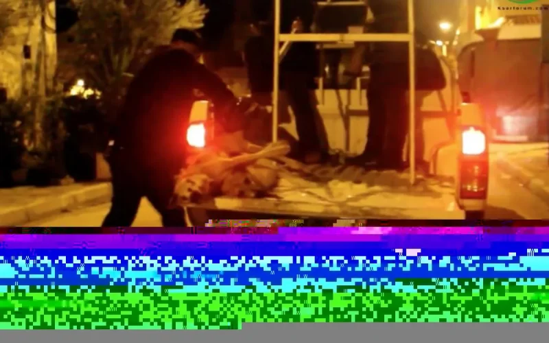 L'abattage de chiens errants continue au Maroc, 130 chiens tués à Chichaoua