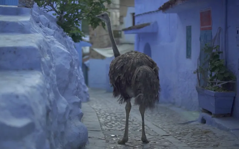 Maroc : pays des mille et une facettes (vidéo)