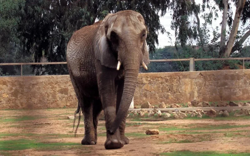 Une fillette tuée par un éléphant au zoo de Rabat