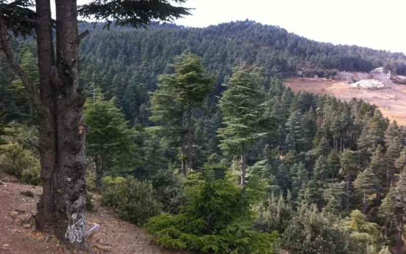 Une petite visite à Zerqat, forêt à proximité d'Al Hoceima (vidéo)