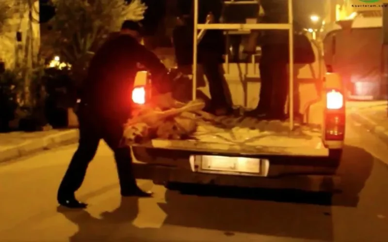 L'abattage massif de chiens continue au Maroc