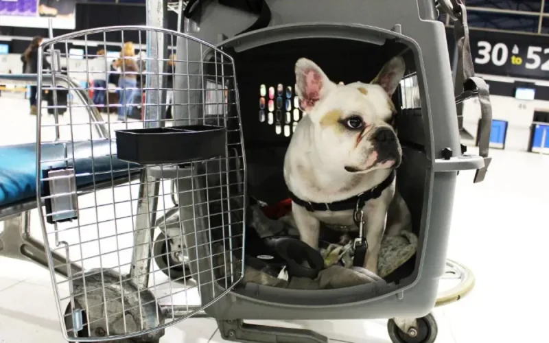 Royal Air Maroc s'explique suite à la mort d'un chien dans un avion