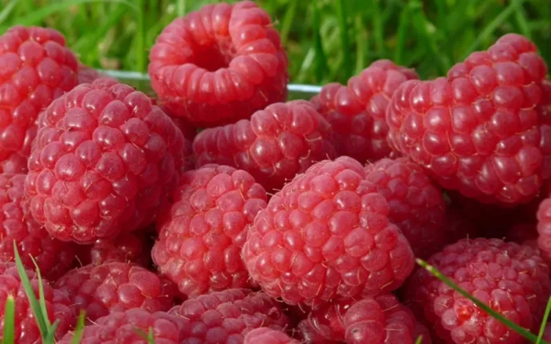 Les Etats-Unis vont importer de la framboise marocaine