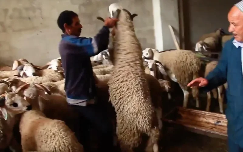 Quel est le prix du mouton le plus cher au Maroc ? (vidéo)