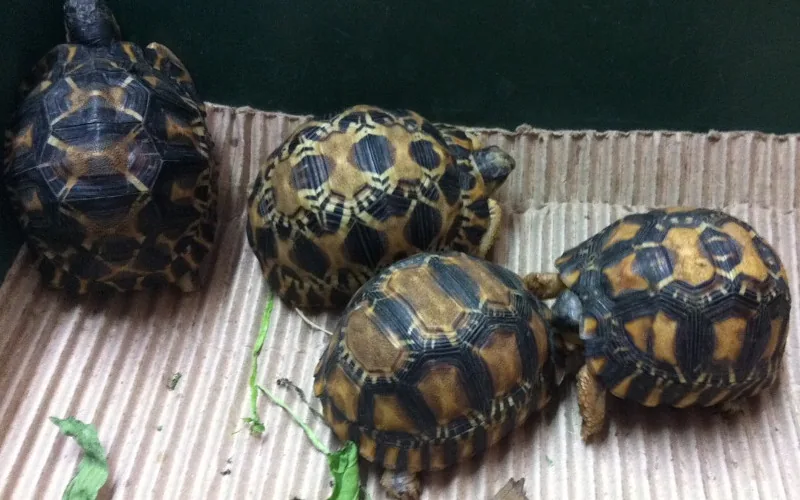 Halte au trafic : 300 tortues marocaines saisies en Belgique