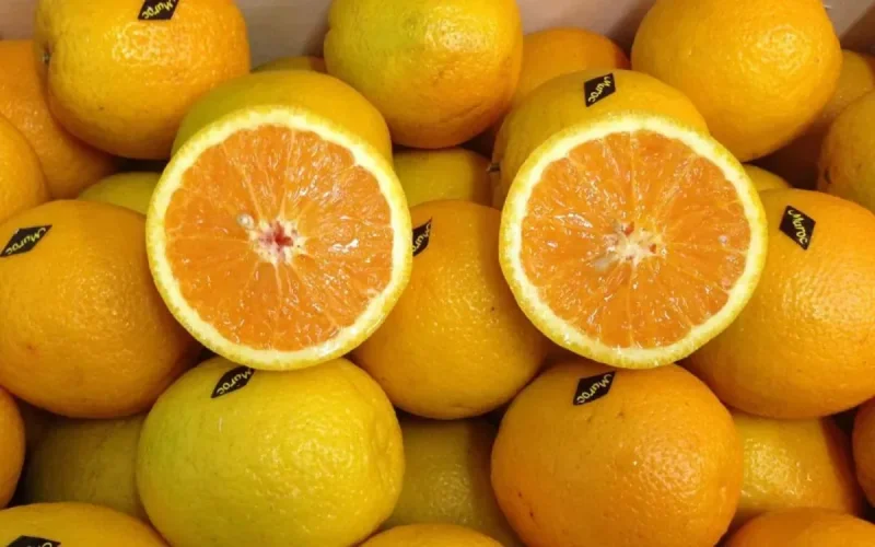 Le Maroc peut à nouveau reprendre ses exportations d'agrumes vers les Etats-Unis