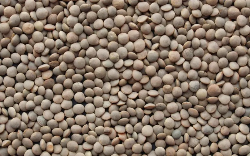 Maroc : pour faire baisser le prix des lentilles, le gouvernement suspend les droits de douane