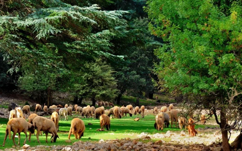 Maroc : un million d'arbres plantés en une seule journée