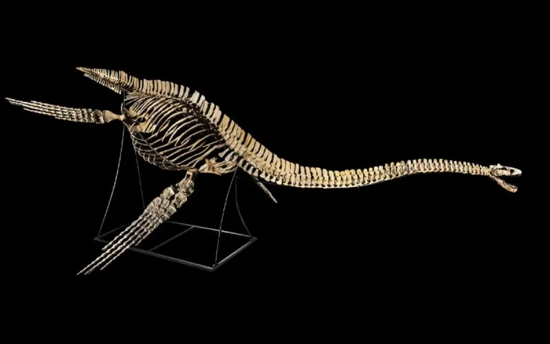 Les ossements d'un dinosaure volés au Maroc en vente en France